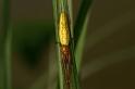 Tetragnatha_extensa_D5081_Z_89_Canal du Nivernais_Frankrijk
